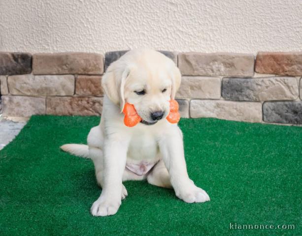 Magnifiques chiots Labrador Retriever