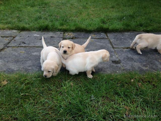 Magnifiques chiots Labrador Retriever