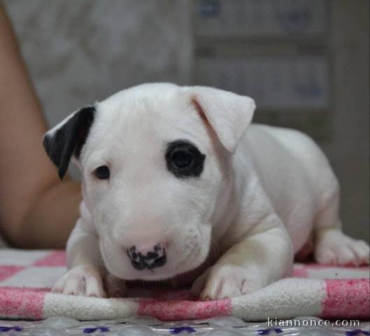 Chiots Bull terrier pour adoption