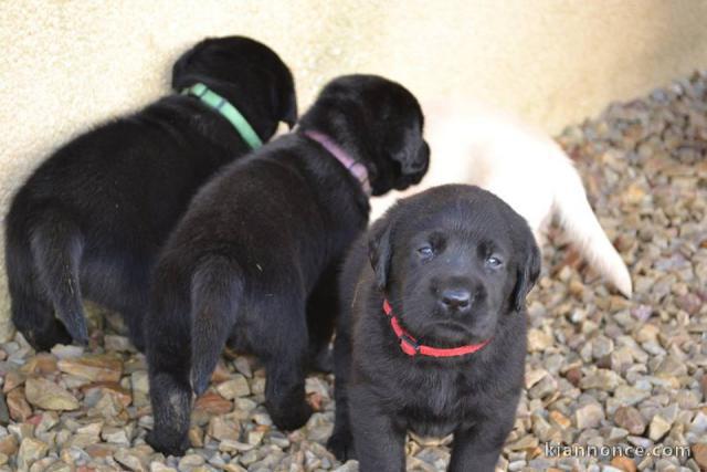 A donner chiots labrador