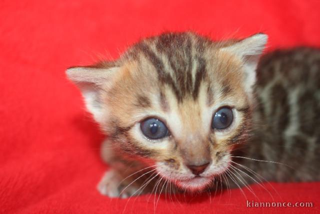  CHATONS BENGAL POUR ADOPTION