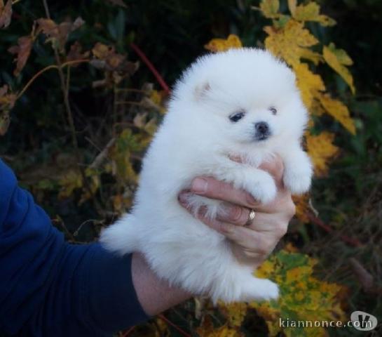 Disponibles de suite Chiot Poméranien