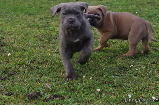 A donner Chiots cane corso.