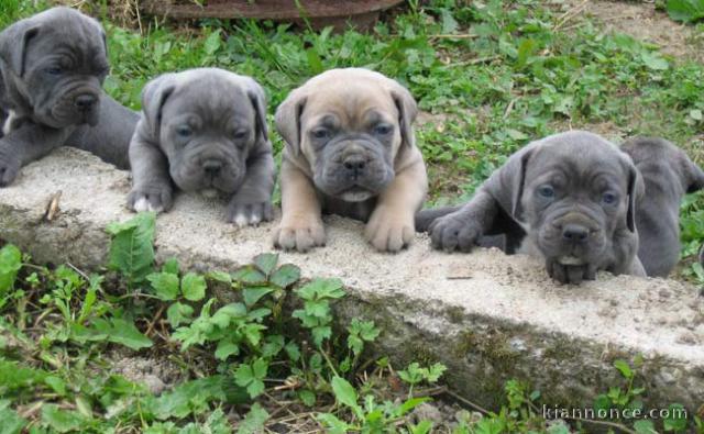 Superbes Chiots Cane Corso Pure Race