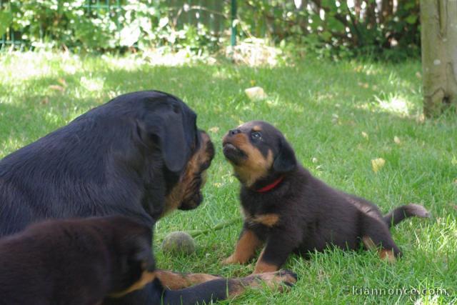 Magnifiques chiots Rottweiler Pure Race inscrits au LOF 