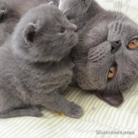 Sublimes Chatons Chartreux Pure Race Pedigree