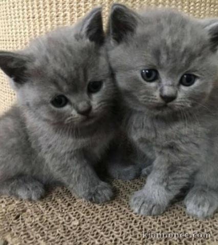 Magnifique chatons british shorthair a donner