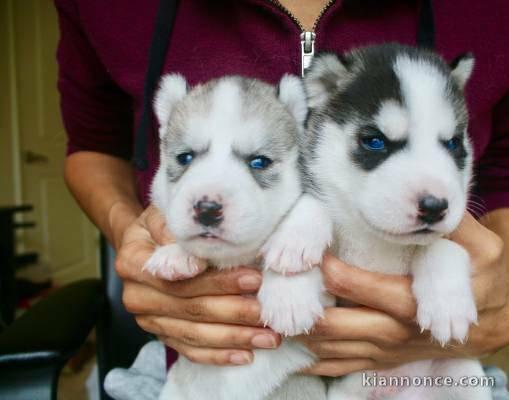 Superbe chiots Husky Sibérien a donner 1 femelle et 2 mâles