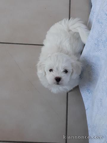 Adorables bébés Coton de Tuléar