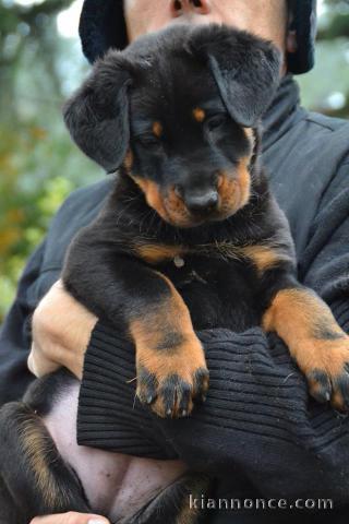 A donner chiots Beauceron