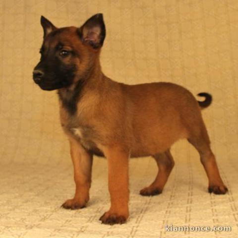 Magnifiques chiots Berger Malinois