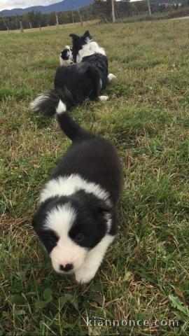 Adorable chiots  Border Collie