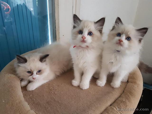 Chatons Ragdoll disponible de suite 