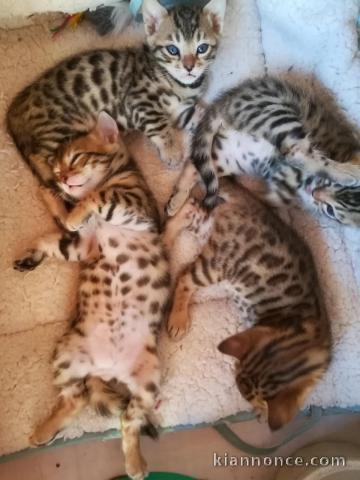 Donne Magnifiques Chatons Bengal