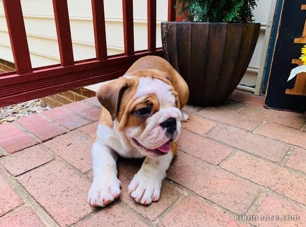 chiots bulldog anglais