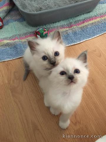 chatons de race Sacré de Birmanie