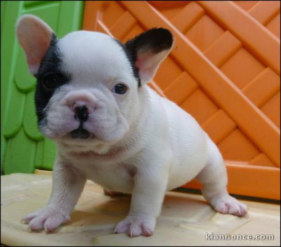 chiots bouledogue français