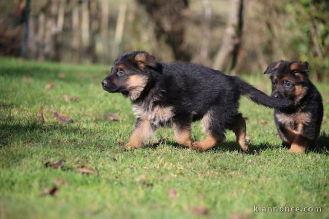 chiots type berger allemand