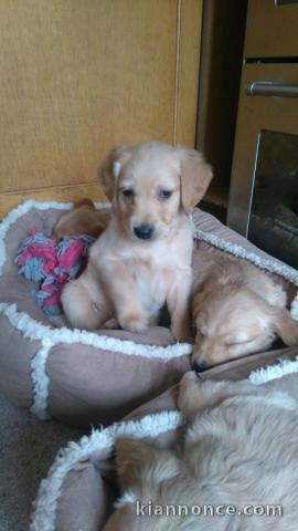 A donner chiots Golden retriever