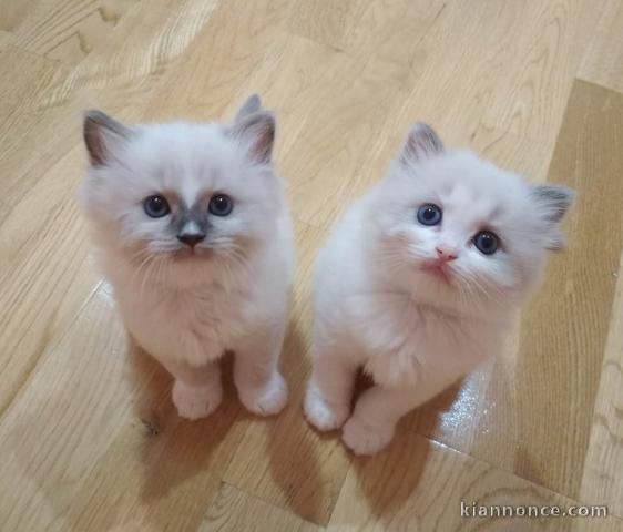 Magnifiques chatons Ragdoll 