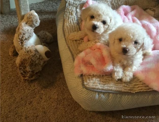 Magnifiques chiots bichon maltais