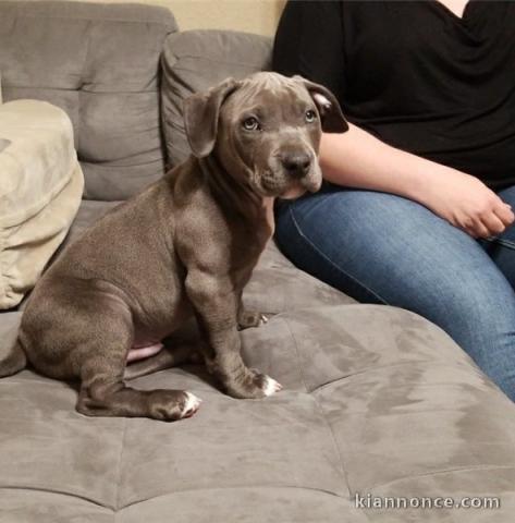 chiots Pit-bull-terrier-américan