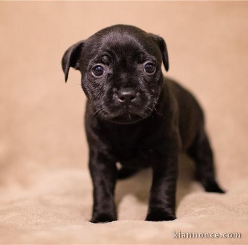 Chiots staffordshire bull terrier