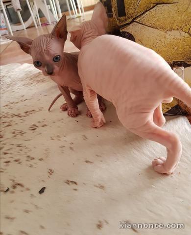 A donner chatons sphynx 