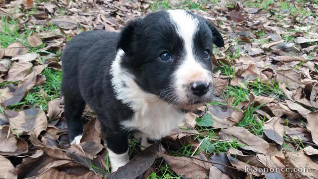 Adorable chiots  Border Collie