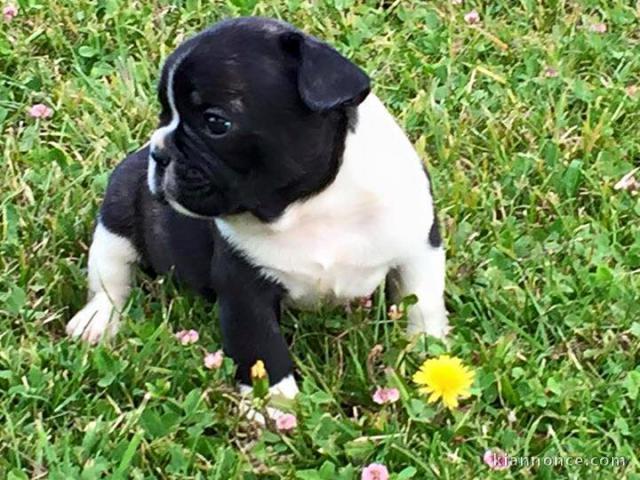 magnifiques Chiots Bouledogue Français