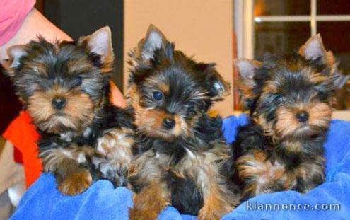 Magnifiques chiots yorkshire lof a donner 