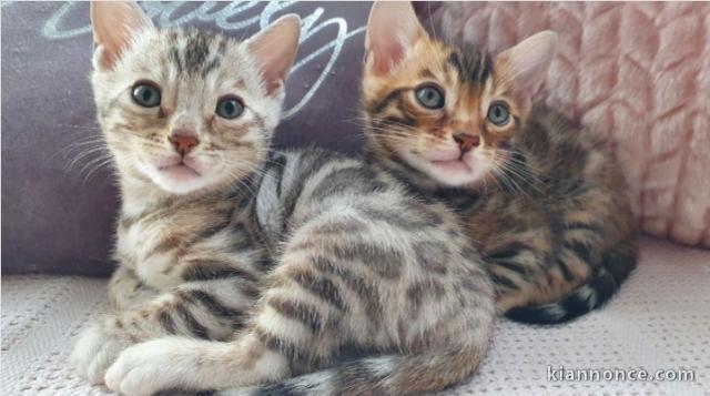 Deux magnifique chaton Bengal 
