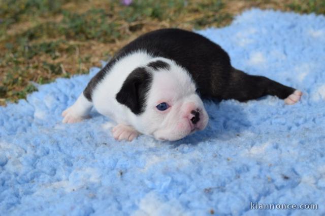 Chiots Boston Terrier Âgés de 3 mois  