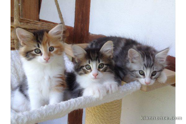 Chatons norvegiens loof a donner 