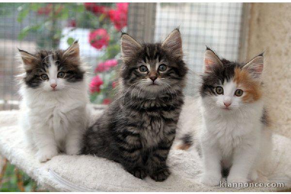 Adorables chatons norveviens loof 