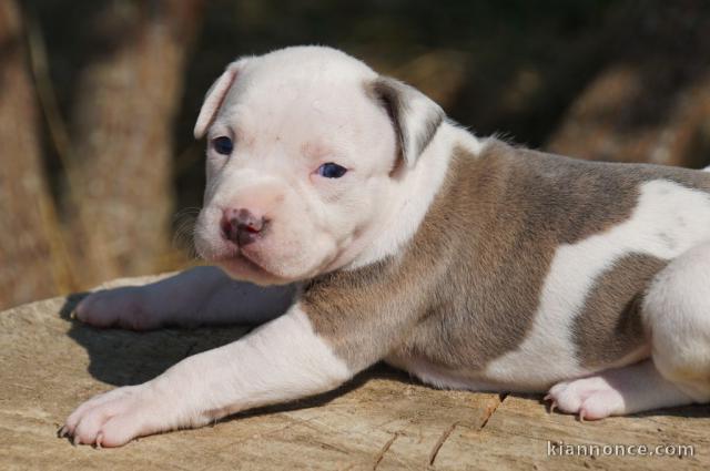 Chiots American Staffordshire Terrier A DONNER 