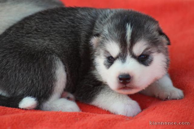 3 Chiots Siberian Husky A DONNER 