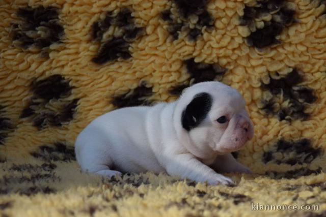  bouledogue francais bleu A DONNER 