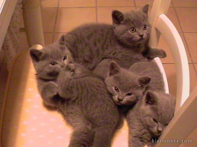 Donne Chatons Chartreux