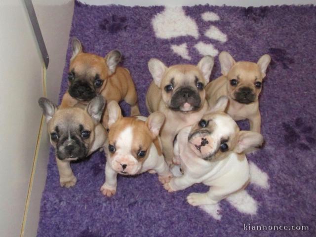 Donne Chiots Bouledogue Français 