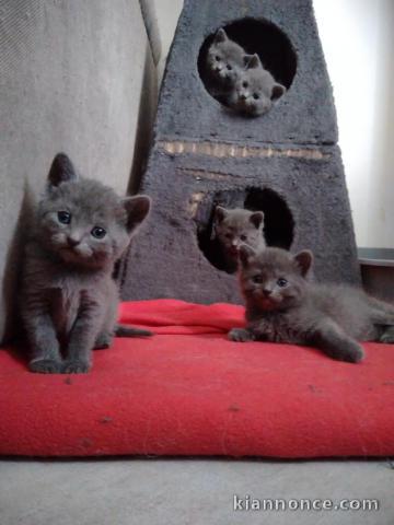 Donne Chatons Chartreux