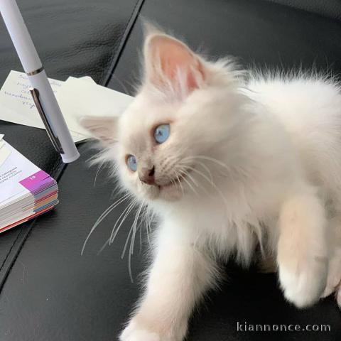 Chaton sacré de Birmanie a donner