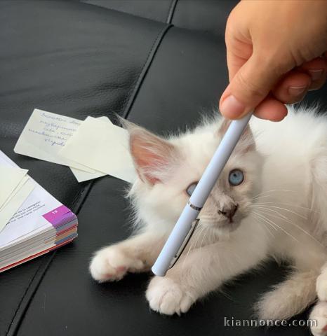 Chaton sacré de Birmanie a donner