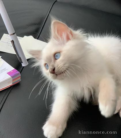 Chaton sacré de Birmanie a donner