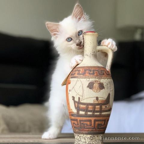 Chaton sacré de Birmanie a donner