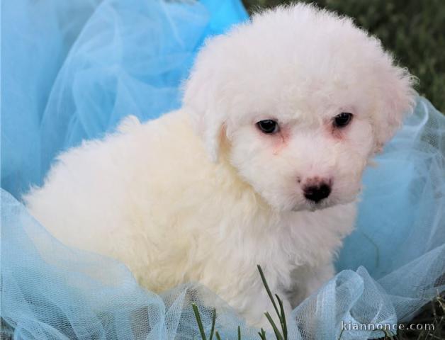 Chiots bichon maltais de pure race 