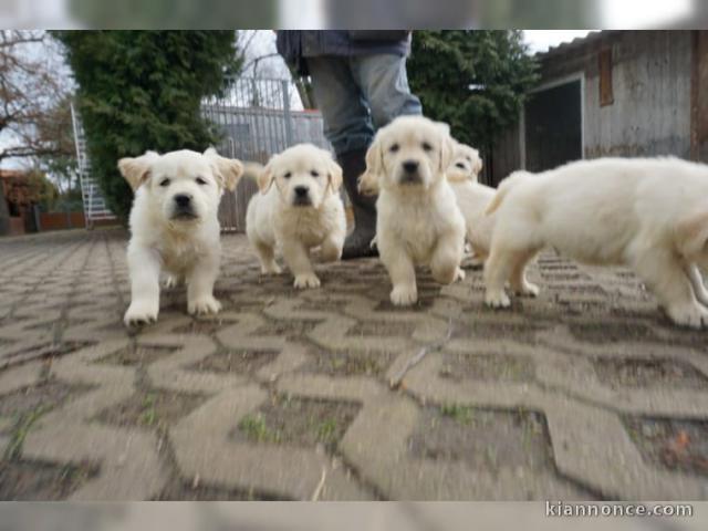 Chiots Golden Retriever