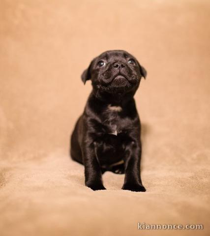 A donner Chiots staffordshire bull terrier