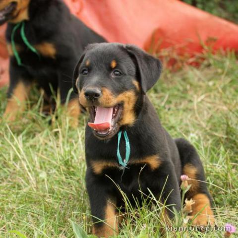 A donner chiots Beauceron