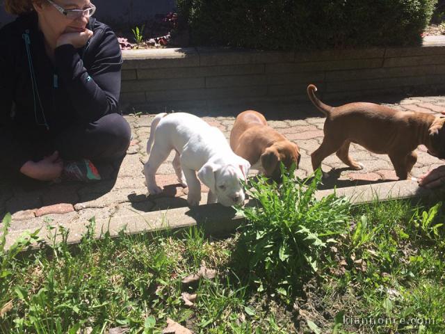 A donner Chiots Boxer